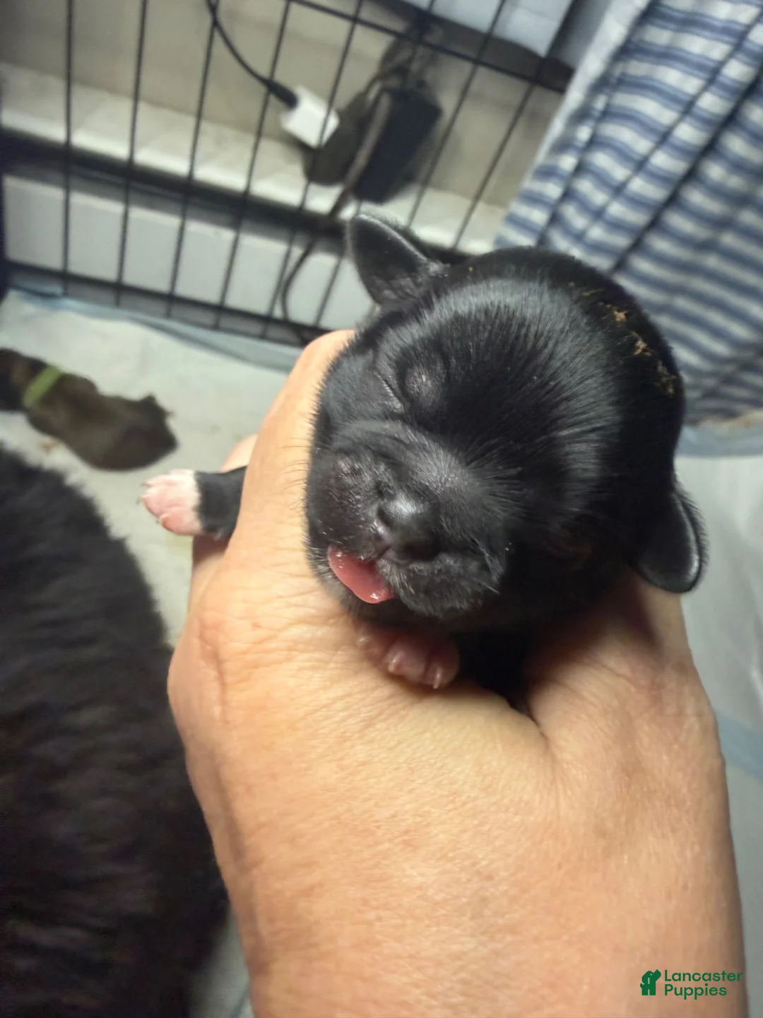 Shih Tzu dogs for sale: Shih Tzu 3 - Ad 1