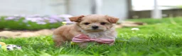 Maltipoo dogs for sale: Fiona - Ad 5