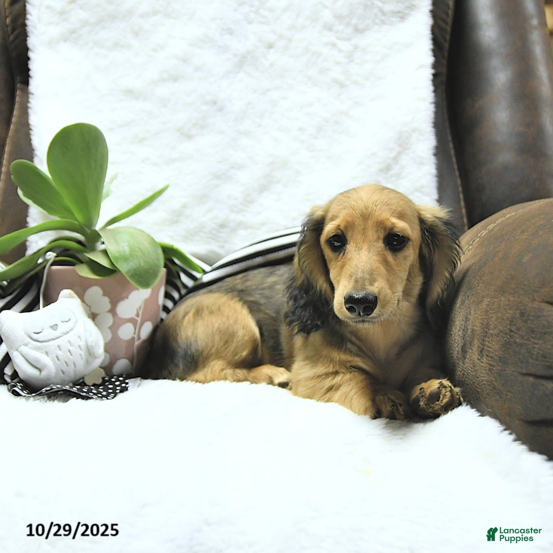 Miniature Dachshund dogs for sale: Fredrick - Ad 16