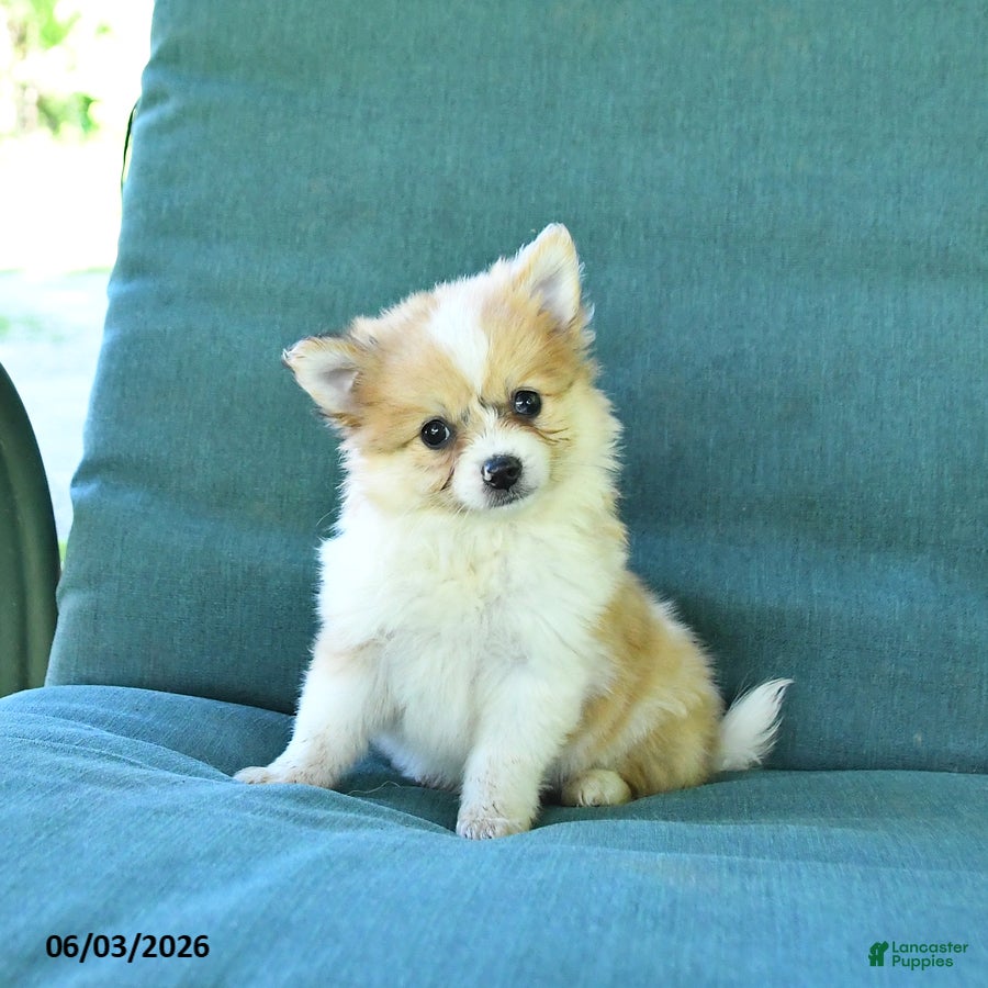 Pomeranian dogs for sale: Trip - Ad 4