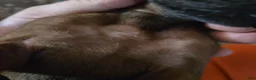 Redbone Coonhound dogs for sale: Redbone Coonhound 8(blue) - Ad 7