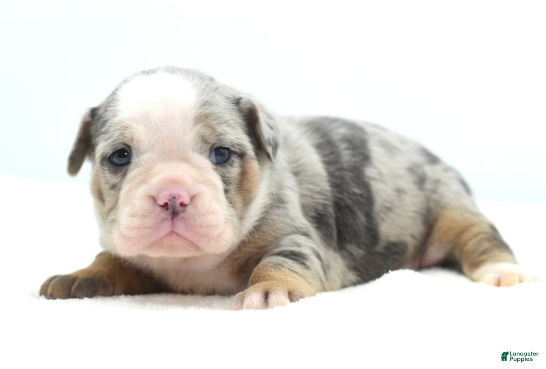 Mixed Breed dogs for sale: Aqua blue koi  - Ad 10