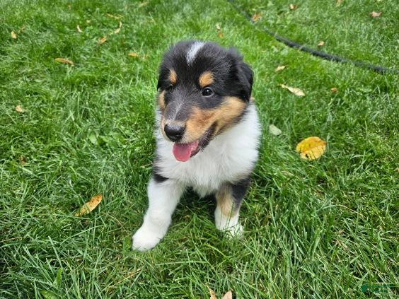 Collie dogs Boy 2 - Ad 2