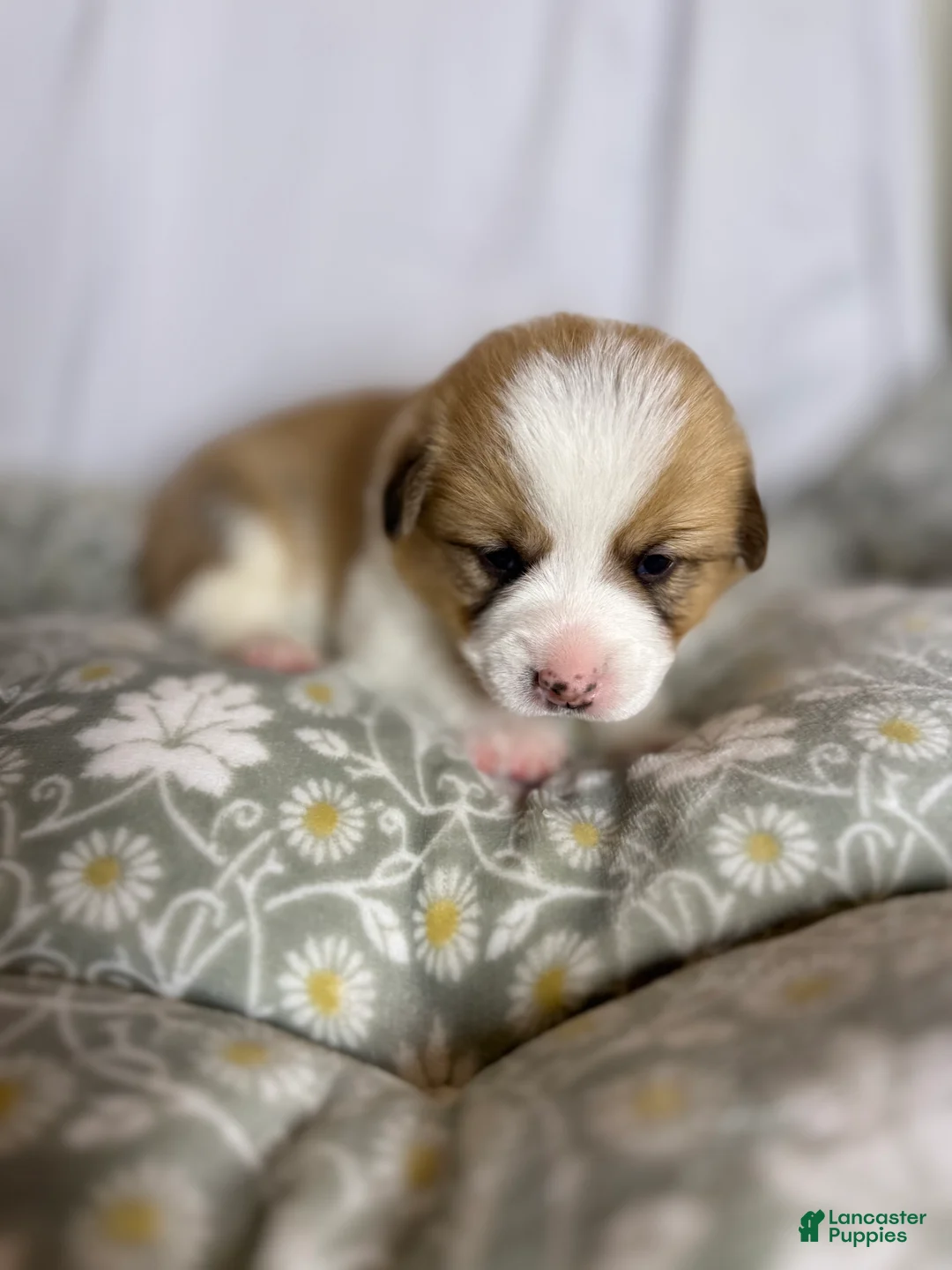 Welsh Corgi Pembroke dogs for sale: Good Friday 1M - Ad 1