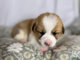 Welsh Corgi Pembroke dogs for sale: Good Friday 1M - Ad 2