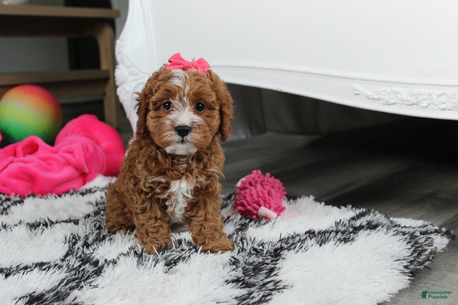 Cockapoo dogs Fiona  - Ad 1