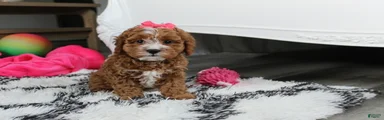 Fiona 