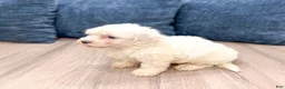 Havanese dogs for sale: Hank - Ad 4