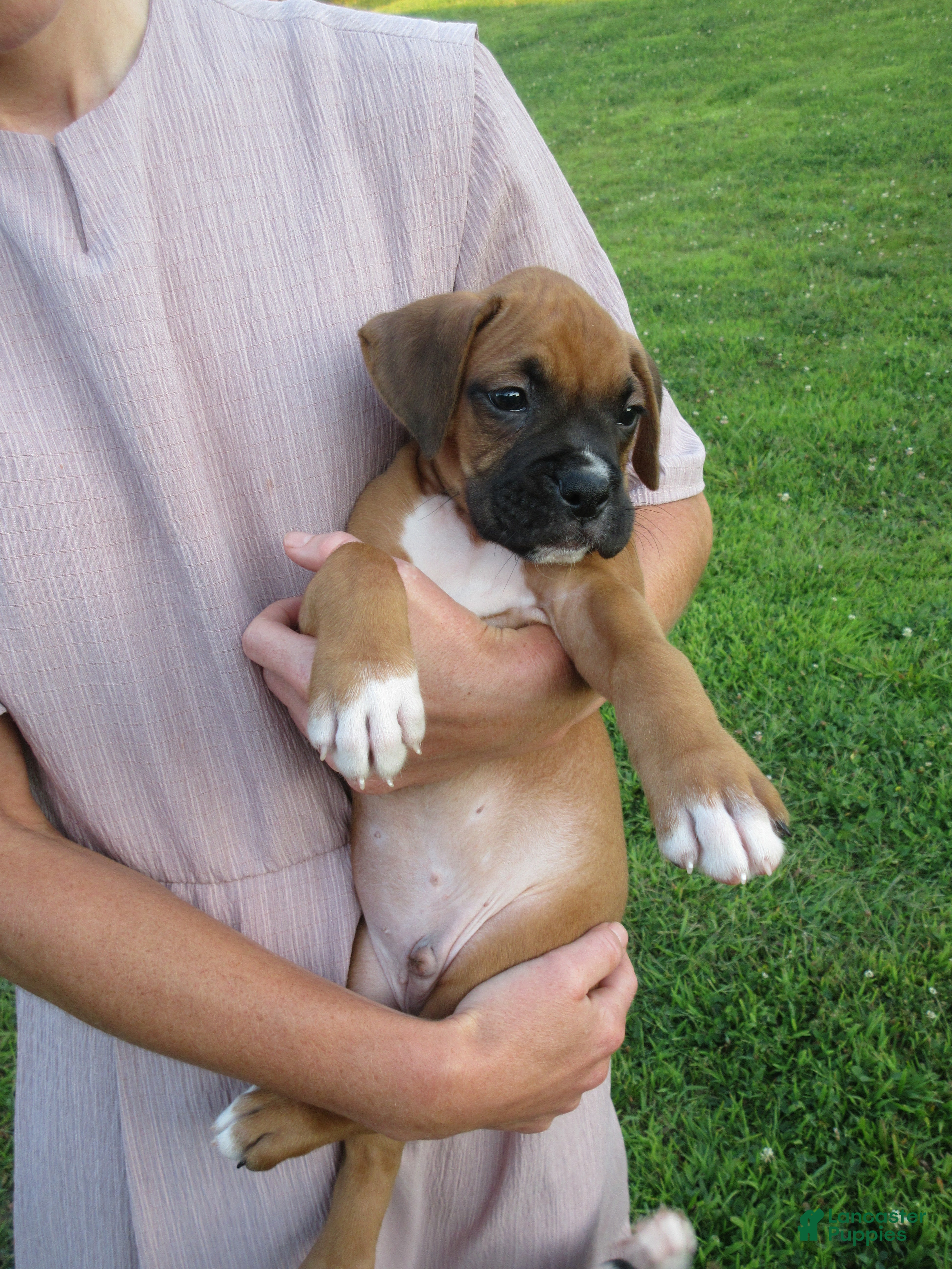 Boxer dogs Ryker - Ad 2