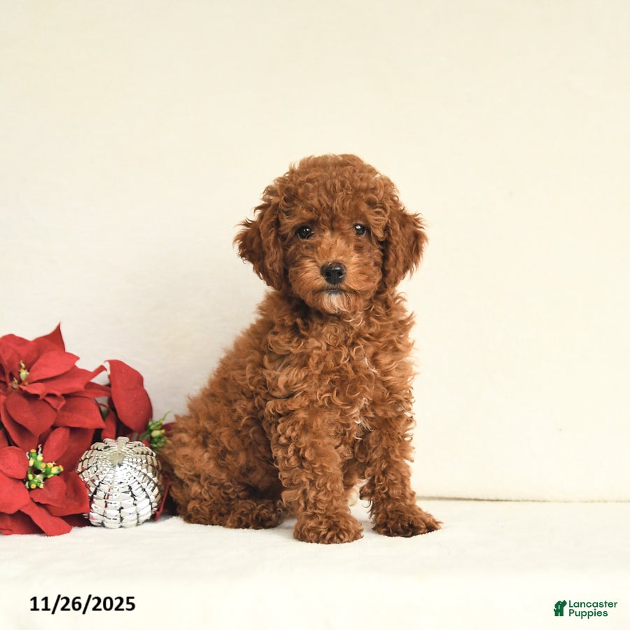 Toy Poodle dogs Julie  - Ad 31