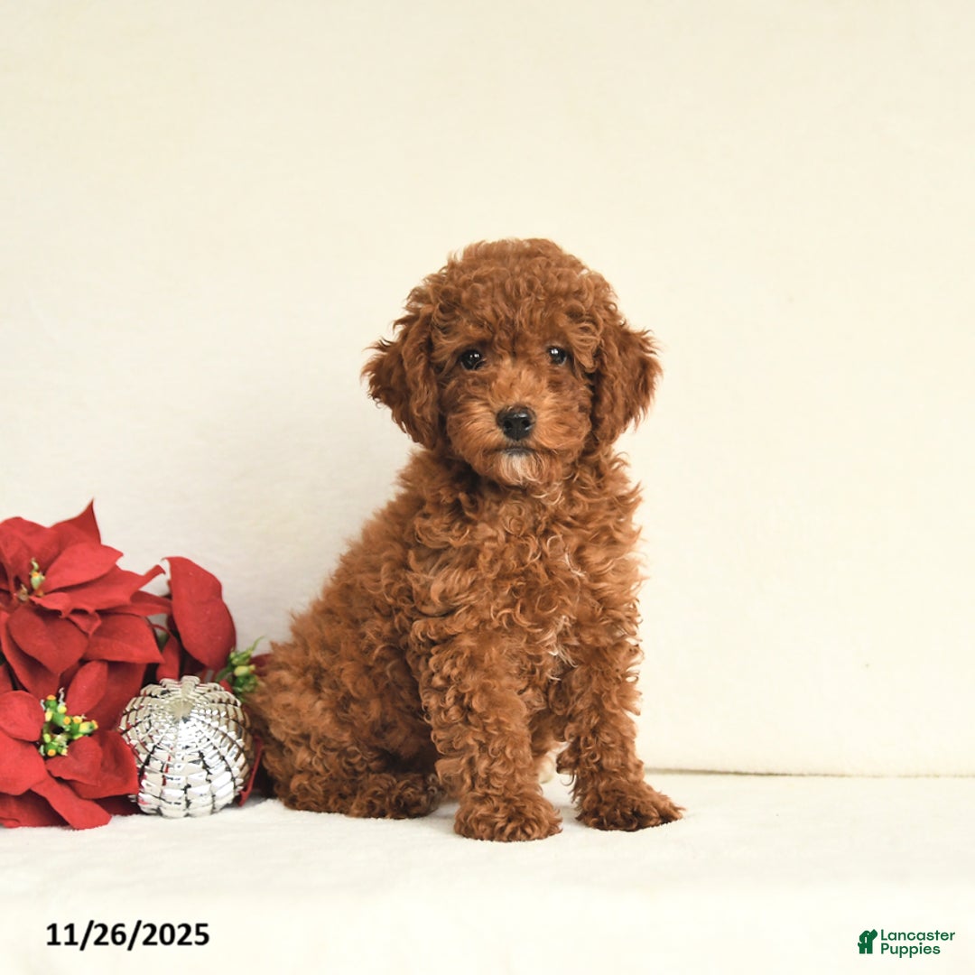 Toy Poodle dogs for sale: Julie  - Ad 2