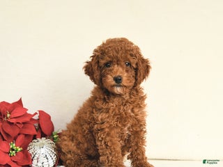 Toy Poodle dogs Julie - Ad 17