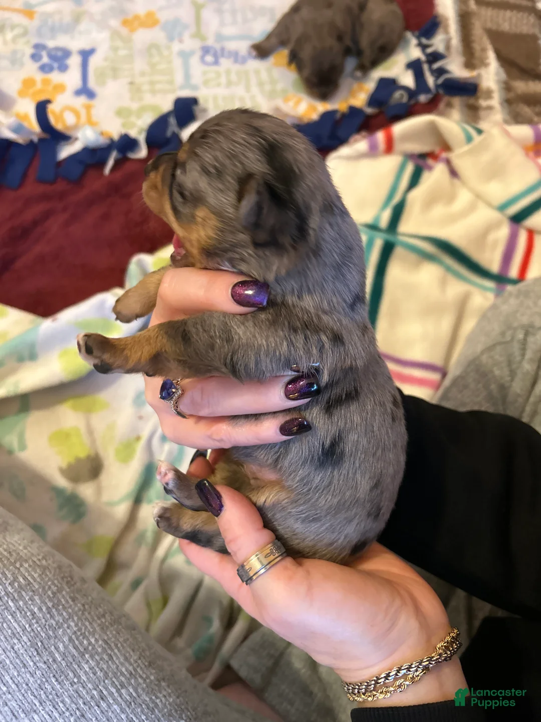 Chihuahua dogs for sale: Chihuahua Puppy 2 - Ad 5