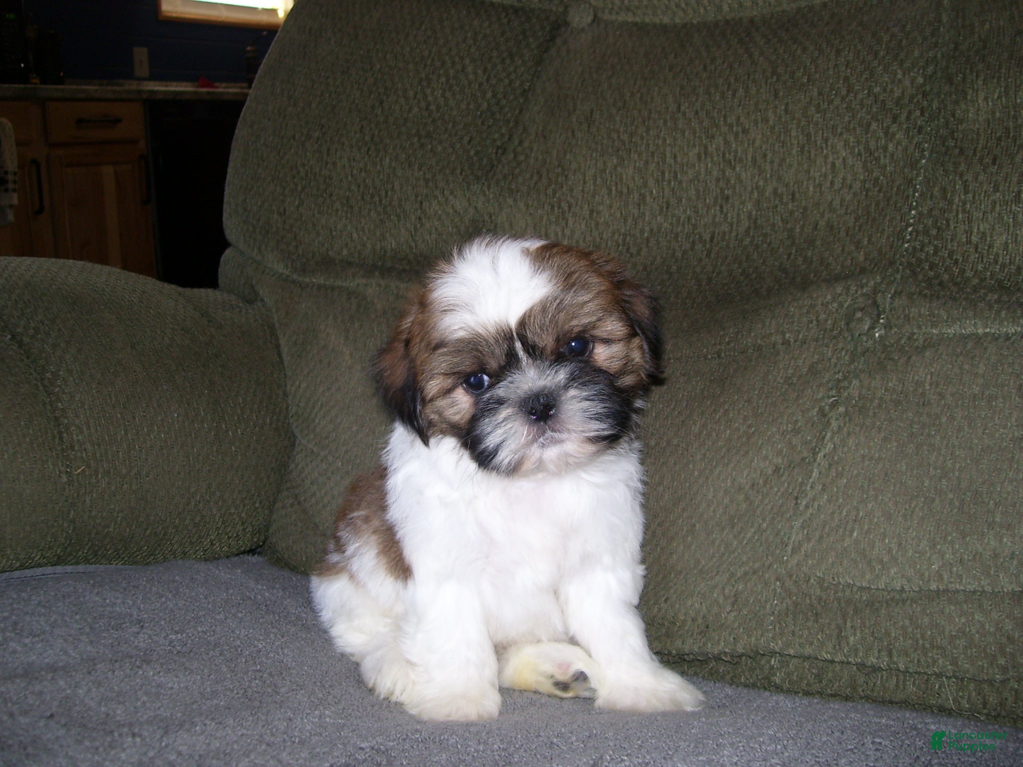 Shih Tzu dogs TIMMY - Ad 22