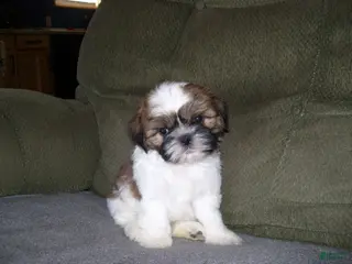 Shih Tzu dogs TIMMY - Ad 22