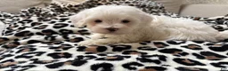 Maltipoo dogs for sale: Snow - Ad 6