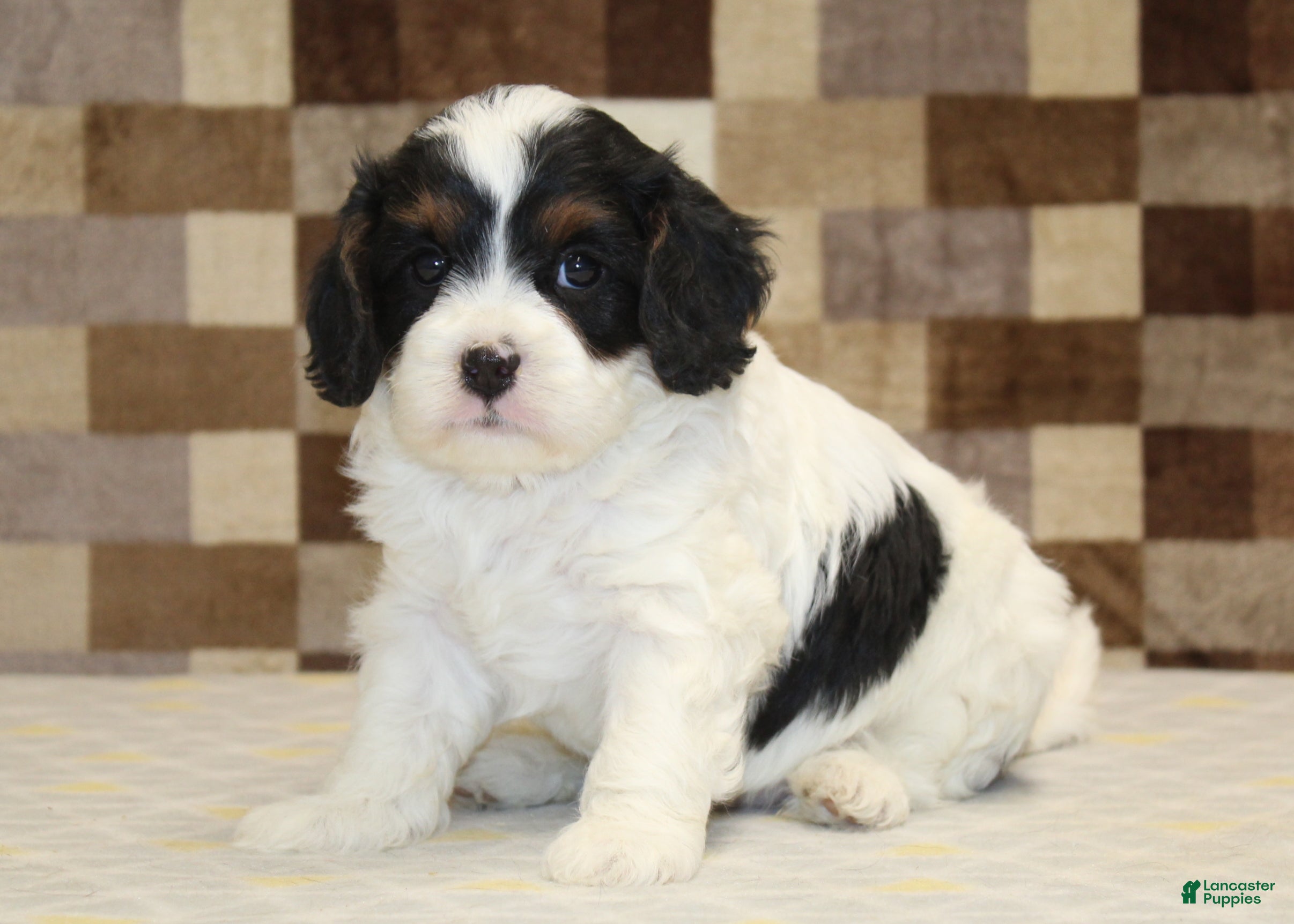 Cavapoo dogs Tony - Ad 21