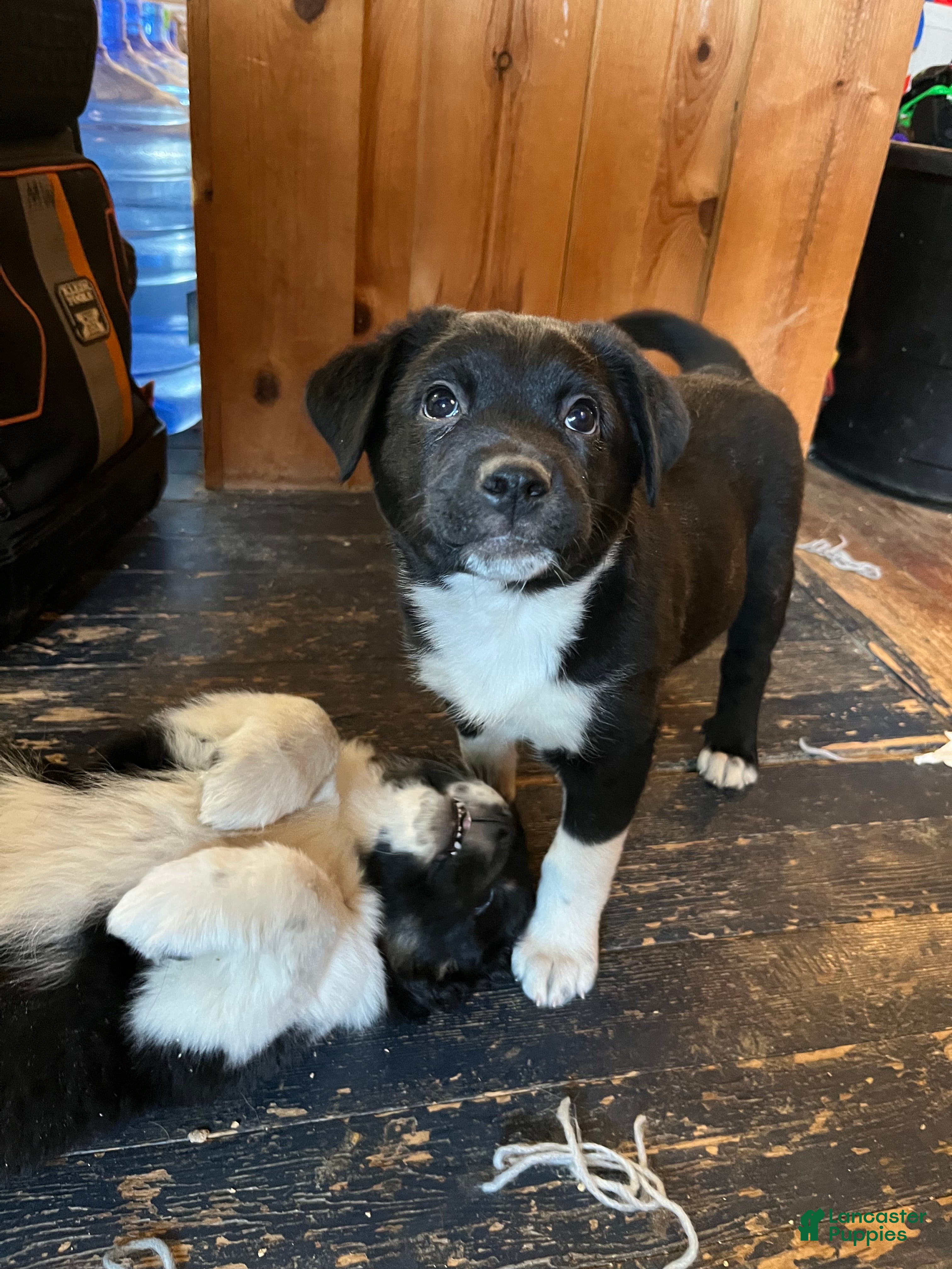 Mixed Breed dogs Elfie  - Ad 34