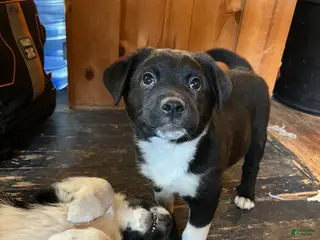 Mixed Breed dogs Elfie - Ad 34