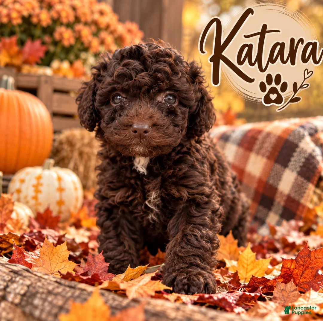 Mini Goldendoodle dogs for sale: Katara - Ad 1