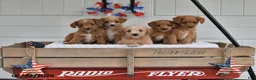 Toy Poodle dogs for sale: Sunny - Ad 6