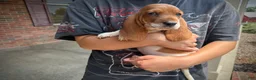Basset Hound dogs for sale: Bambi - Ad 1