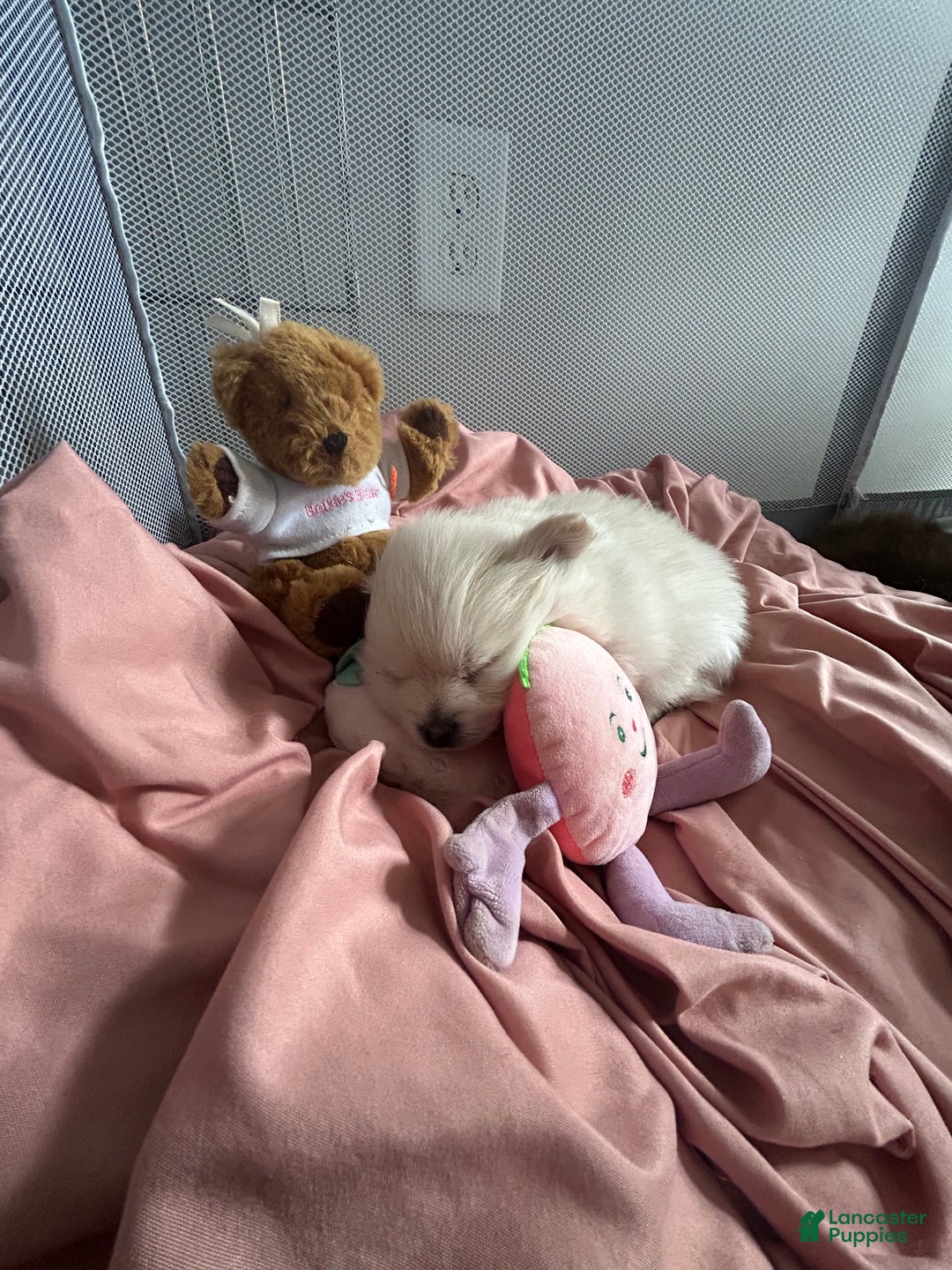 Pomeranian dogs for sale: Pomeranian Puppy 3 - Ad 4