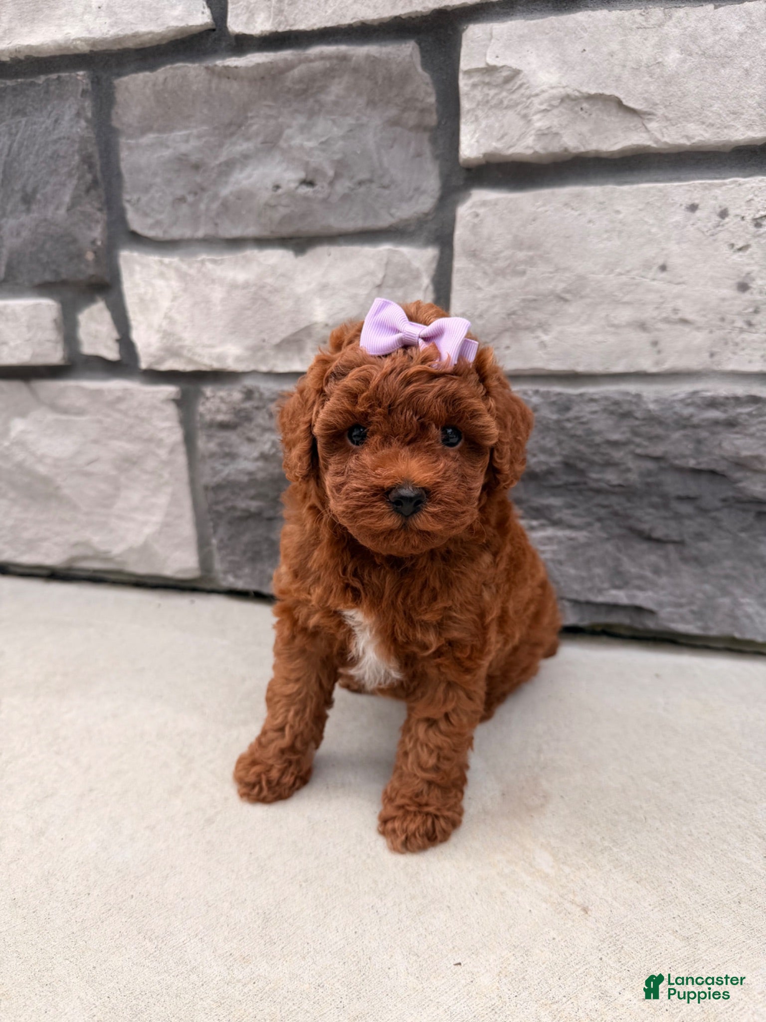 Toy Poodle dogs DIVA - Ad 1