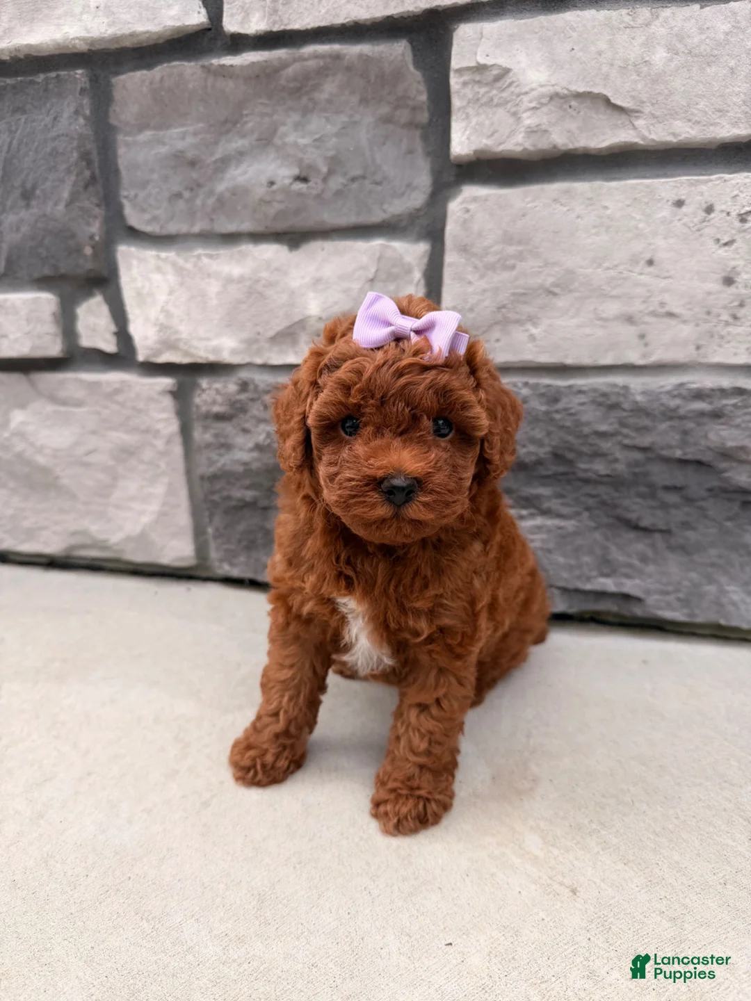 Toy Poodle dogs for sale: DIVA - Ad 1