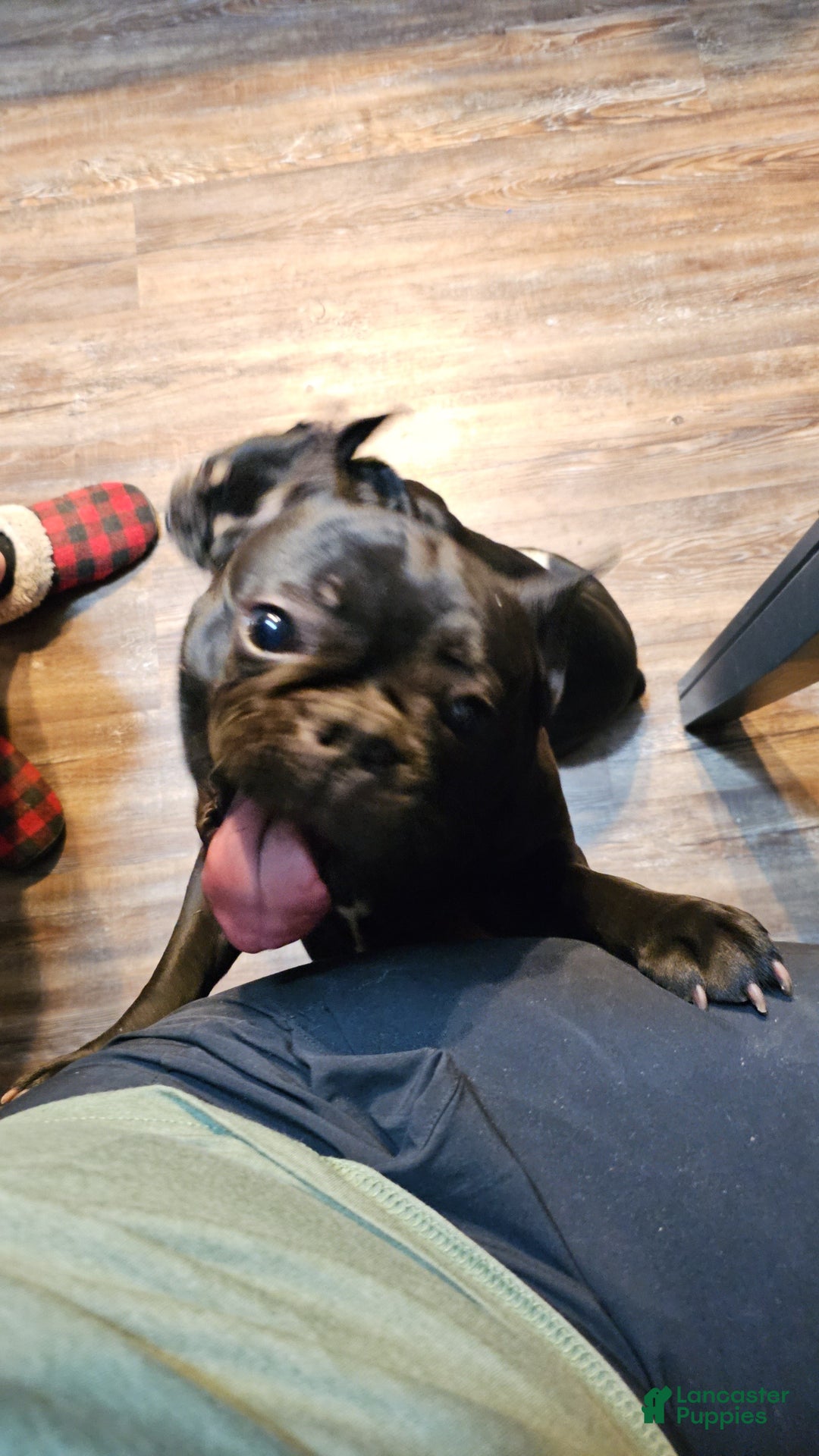 French Bulldog dogs for sale: French Bulldog Puppy 2 - Ad 3