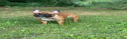 French Bulldog dogs for sale: Luna - Ad 10
