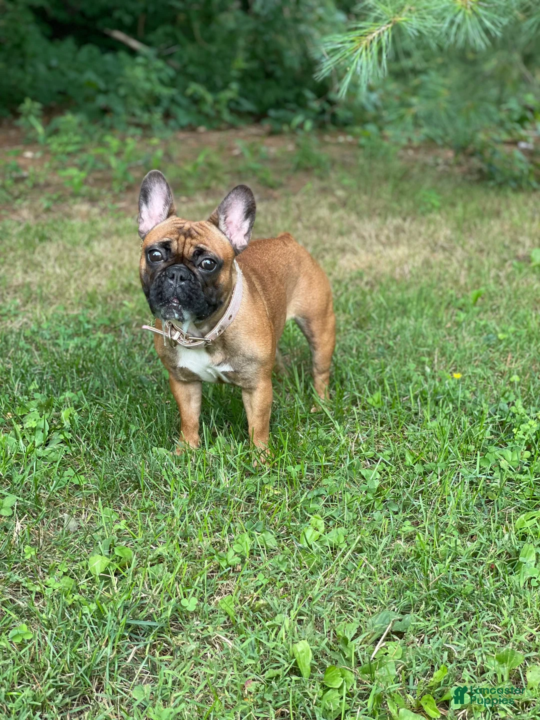 French Bulldog dogs for sale: Luna - Ad 10