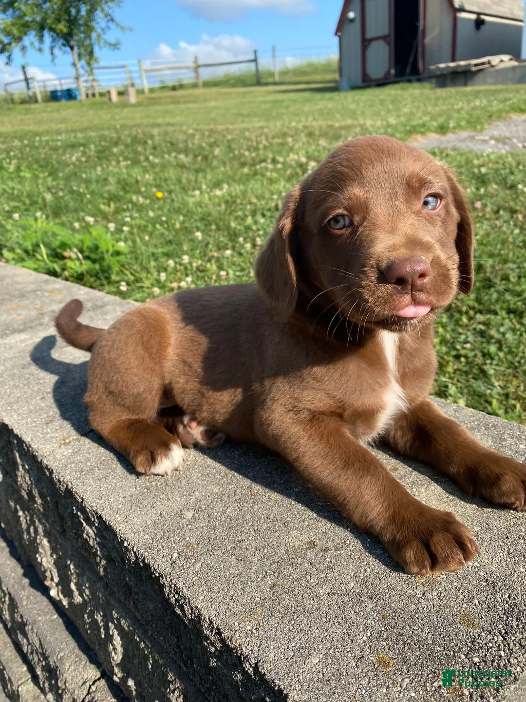 Mixed Breed dogs for sale: Murphy - Ad 8