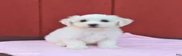 Maltese dogs for sale: Nicole - Ad 4