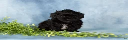 Mixed Breed dogs for sale: Mocha - Ad 5