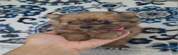 Mixed Breed dogs for sale: Teenie - Ad 4