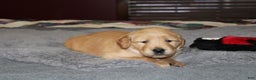 Golden Retriever dogs for sale: Felicity - Ad 2