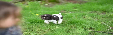Abby (AKC reg)