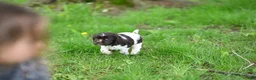 Cocker Spaniel dogs for sale: Abby (AKC reg) - Ad 1