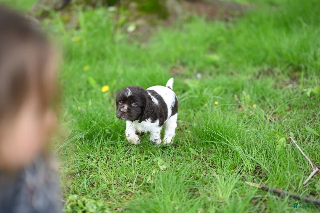 Cocker Spaniel dogs for sale: Abby (AKC reg) - Ad 1