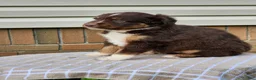 Miniature Australian Shepherd dogs for sale: Beauty  - Ad 2