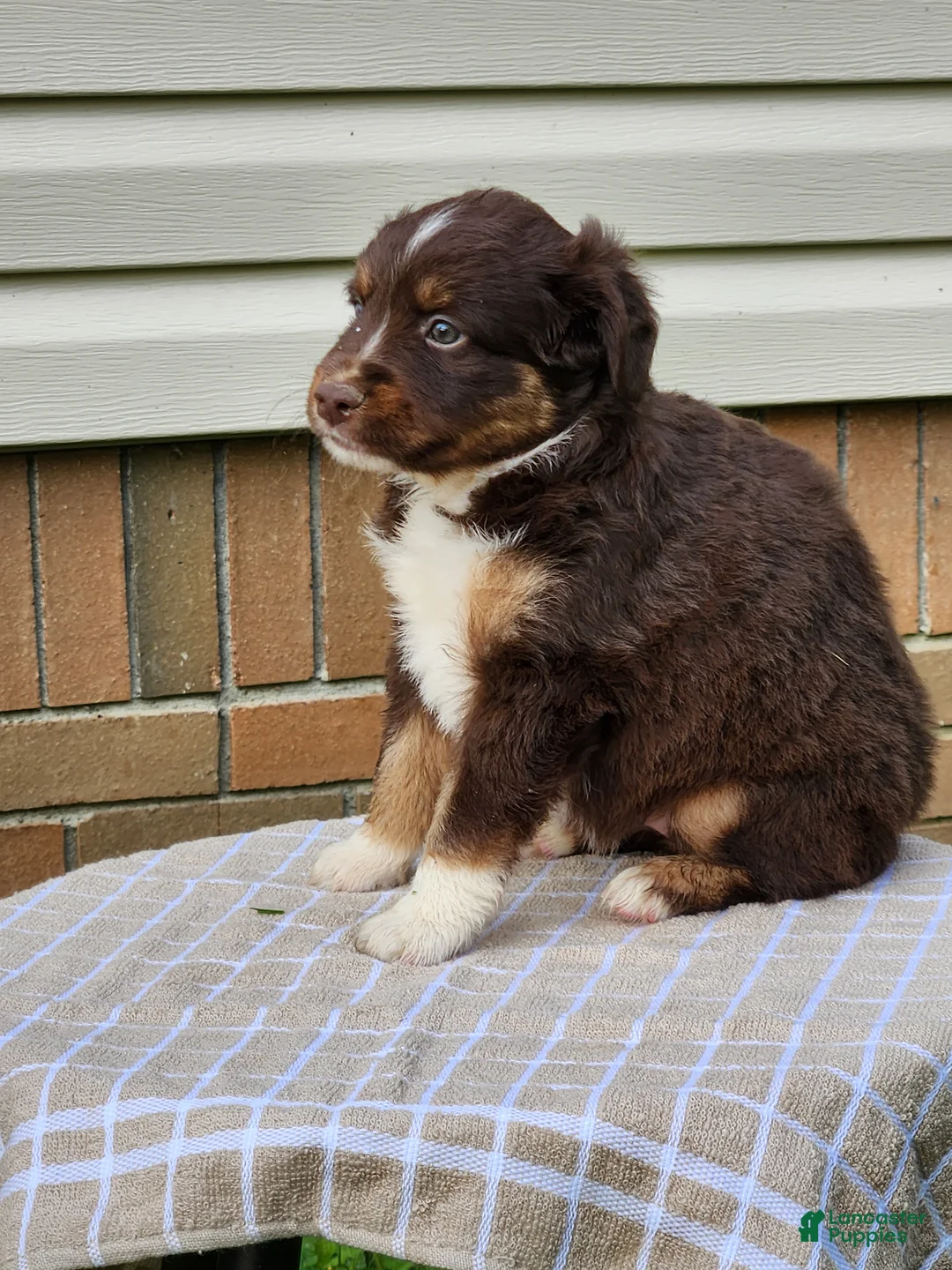 Miniature Australian Shepherd dogs for sale: Beauty  - Ad 2