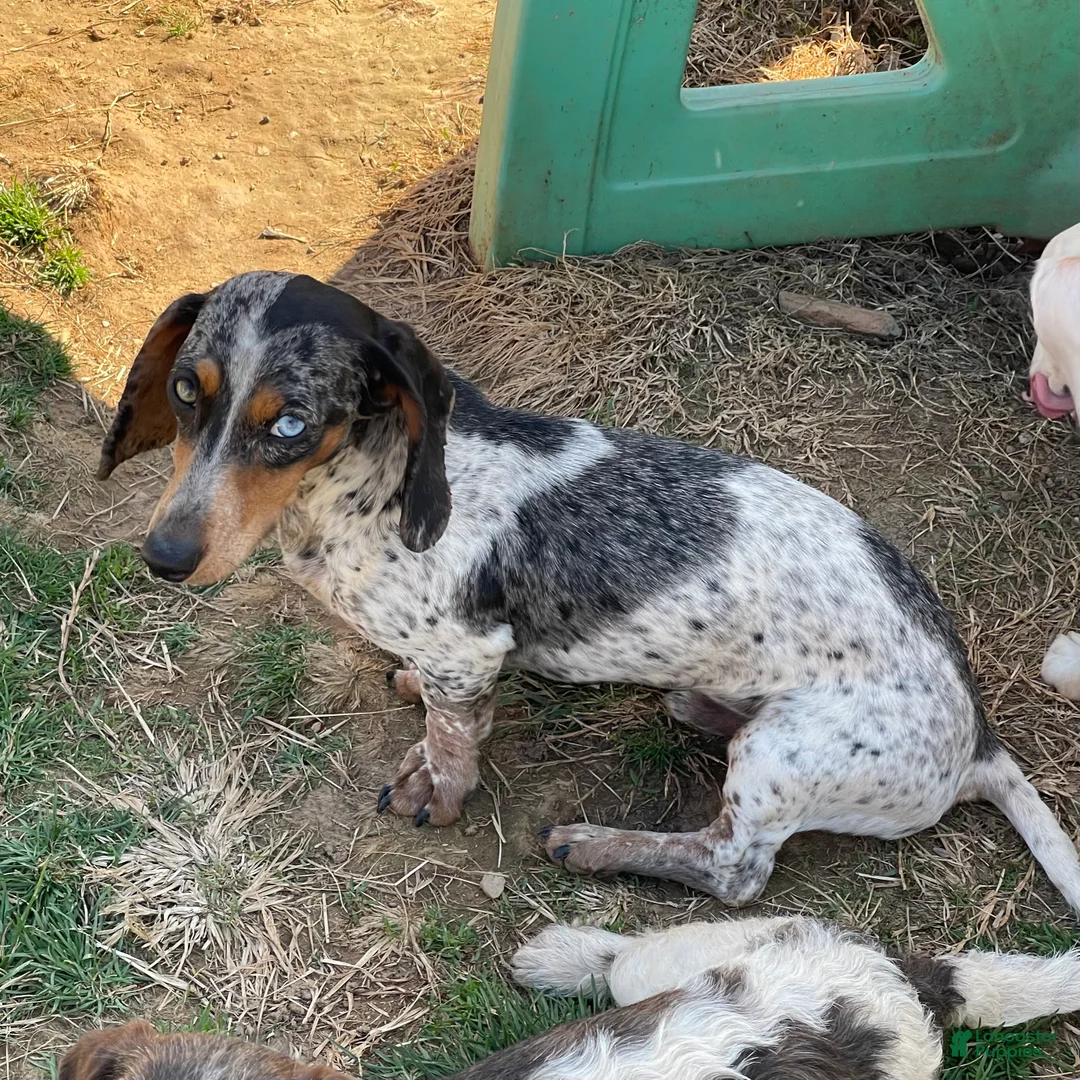 Dachshund dogs for sale: Rocky - Ad 2