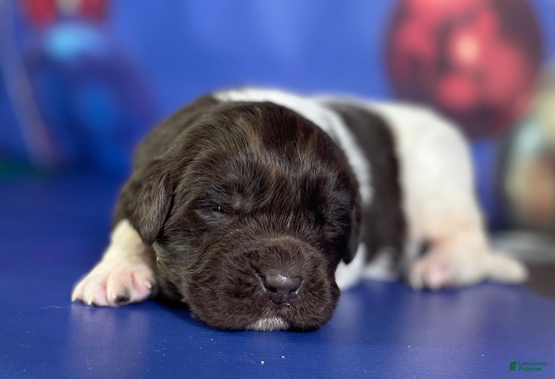 Mixed Breed dogs for sale: Stanley OFA  - Ad 3