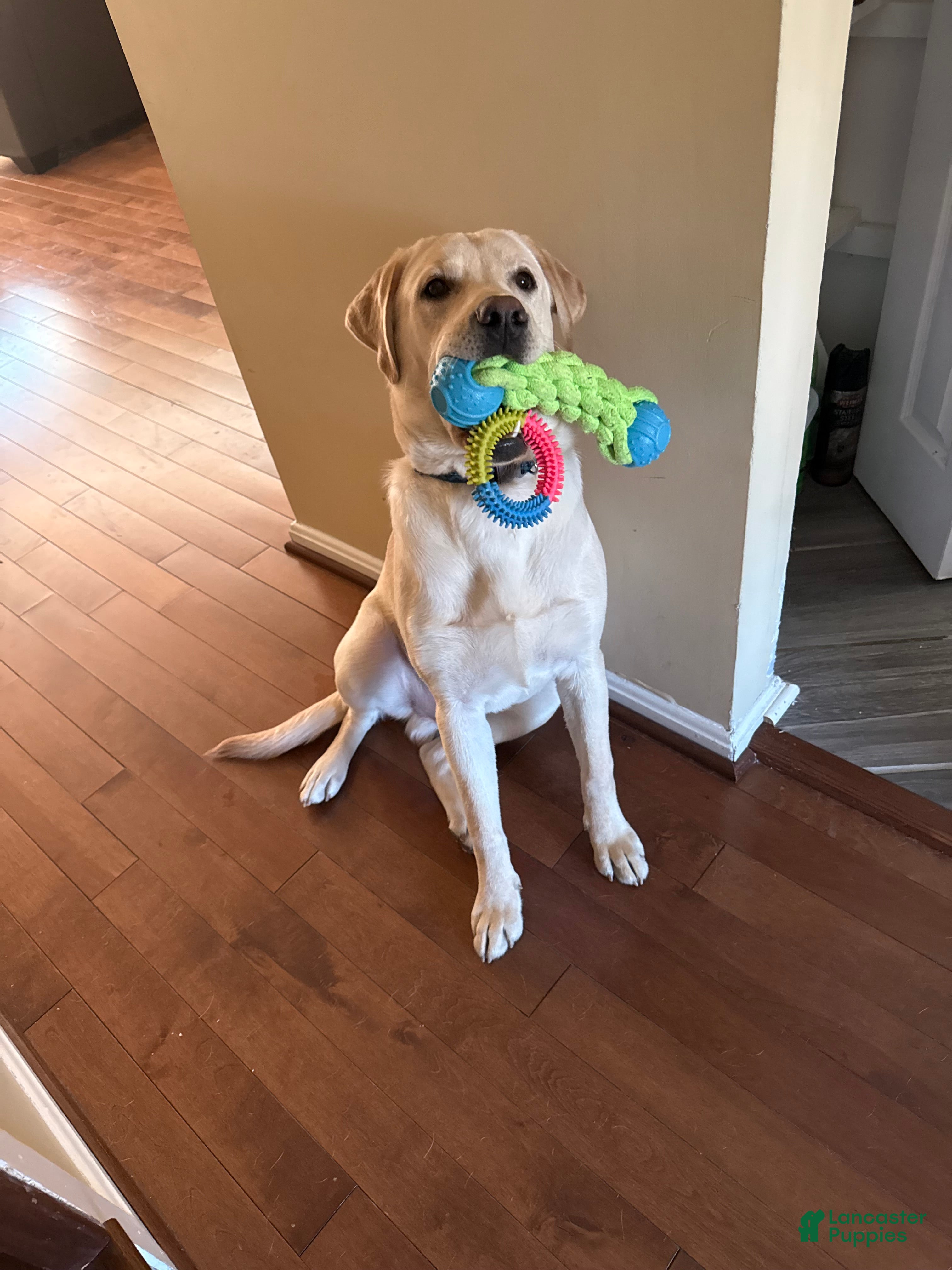 Labrador Retriever dogs Labrador Retriever Puppy 1 - Ad 7