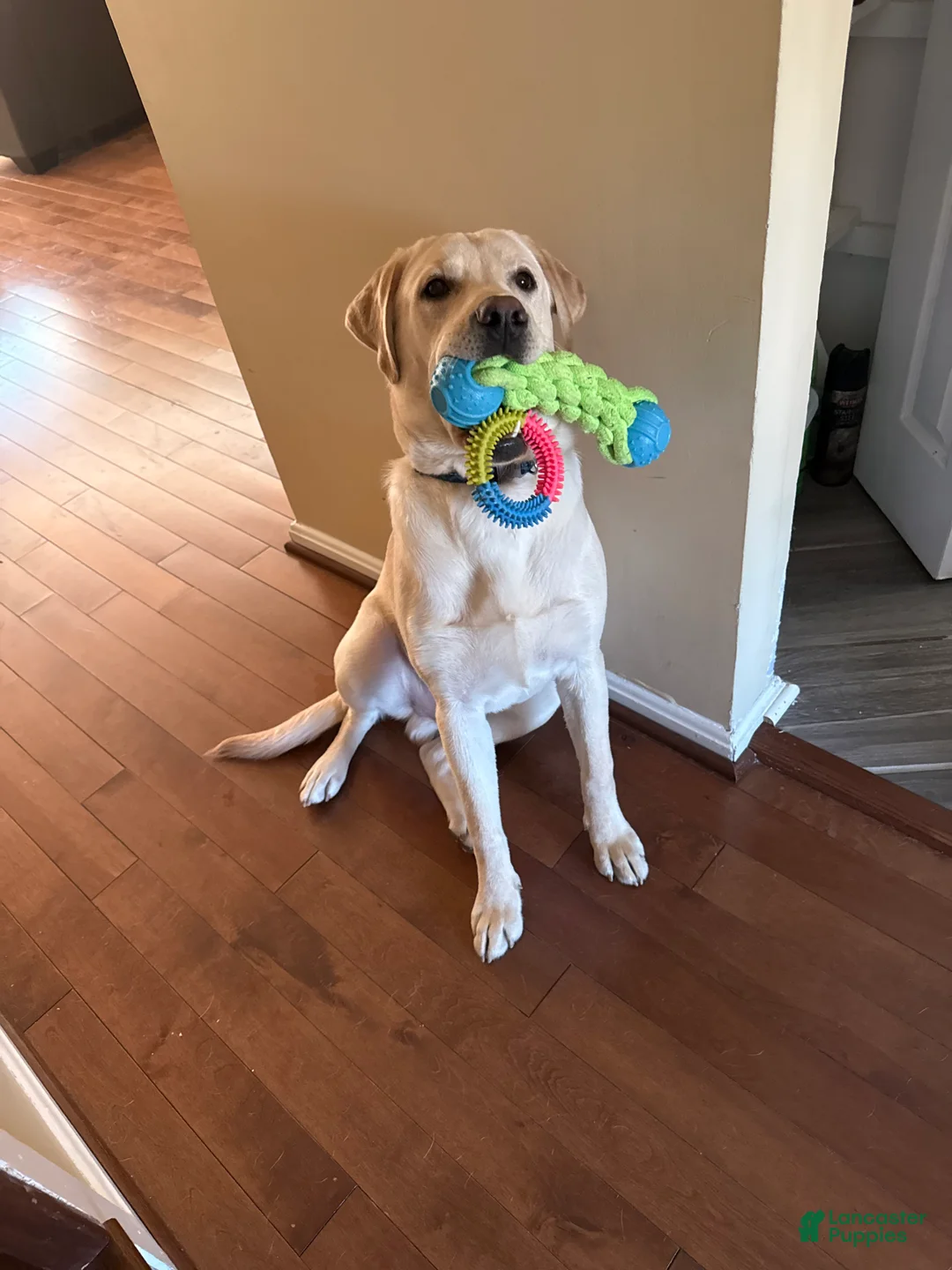 Labrador Retriever dogs for sale: Labrador Retriever Puppy 1 - Ad 1