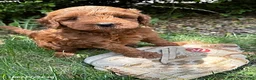 Mini Goldendoodle dogs for sale: Billie - Ad 3