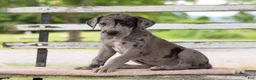 Great Dane dogs for sale: Gerald - Ad 3