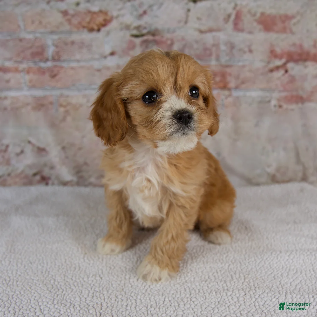 Cavapoo dogs for sale: Honey - Ad 6