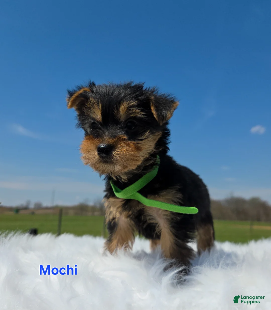 Yorkshire Terrier dogs for sale: Mochi - Ad 1